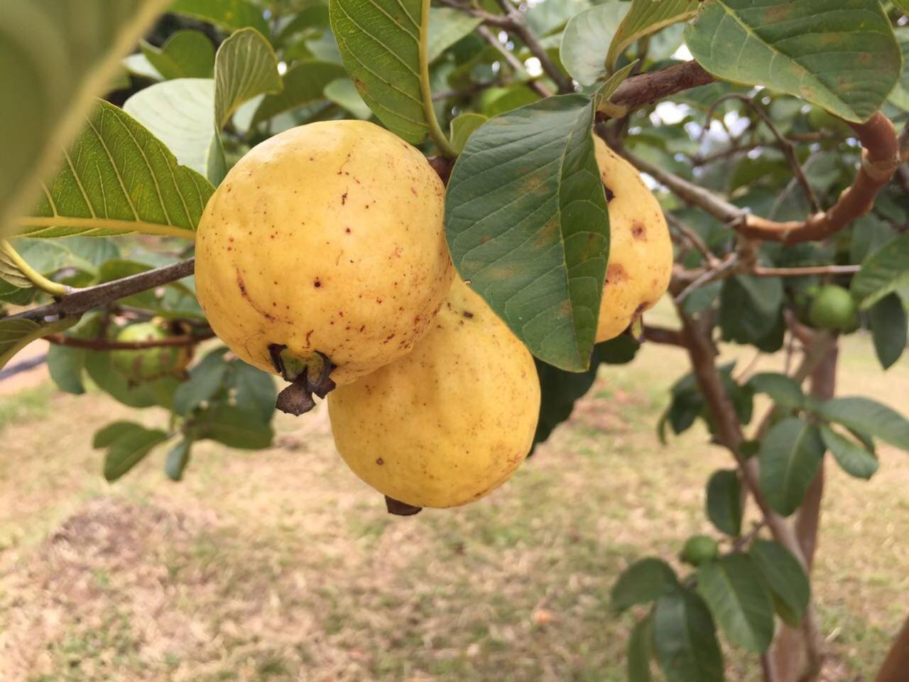 Pousada Agua Limpa Virgínia Exteriör bild